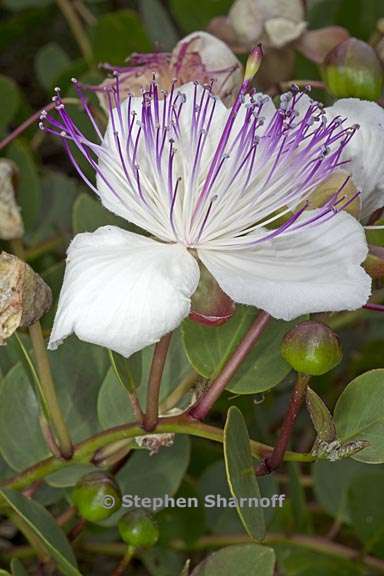 capparis spinosa 2 graphic